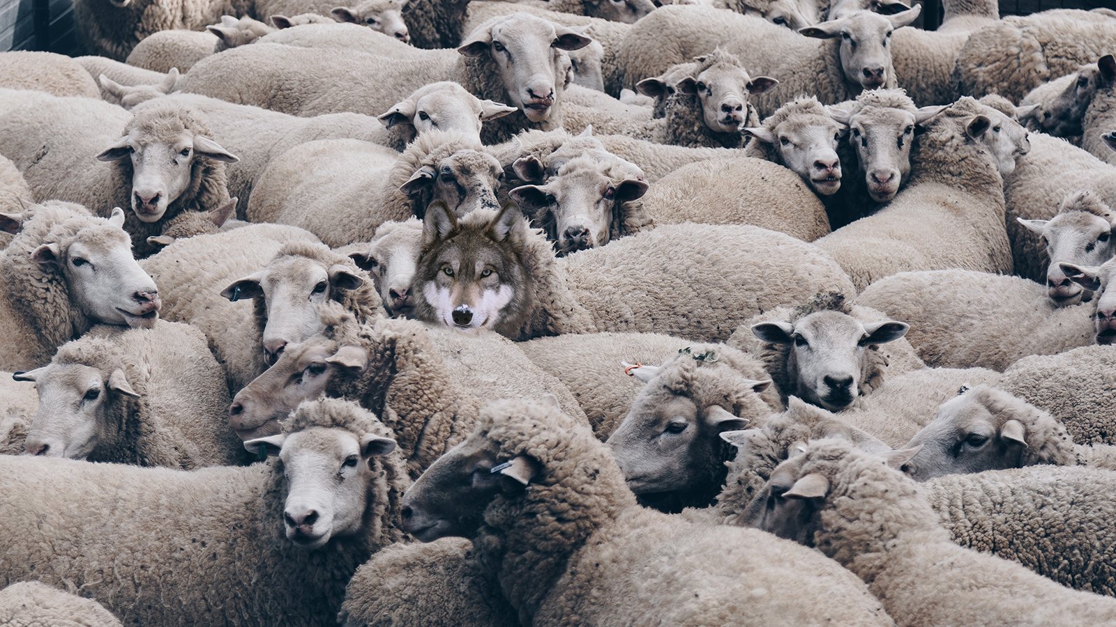 Вълк в овча кожа